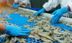 Ngành tôm đối mặt nhiều thách thức