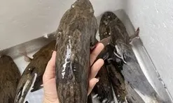 Loài cá có màu tối thui là "vua cá nước ngọt", có giá nửa triệu/kg vẫn đắt hàng