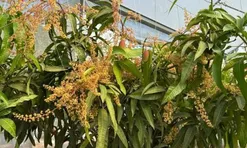 Quả "trứng mặt trời" đắt đỏ bậc nhất thế giới, 100 triệu đồng/cặp, ở Việt Nam có người trồng thành công