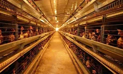 Mô hình nuôi gà công nghệ cao giúp người dân Quảng Trị thu tiền tỷ mỗi tháng