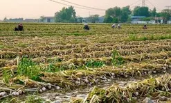 Không phải vải hay sầu riêng, Trung Quốc lo mất mùa một loại nông sản Việt Nam đang trồng rất nhiều: Diện tích trồng hơn 800.000 ha, đang xuất khẩu đứng đầu thế giới