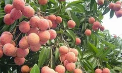 Bắc Ninh thu kỷ lục hơn 7.200 tỷ đồng từ vải thiều