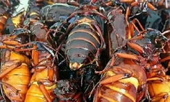 Nuôi loài côn trùng "kỳ lạ", anh nông dân bỏ túi gần 8 tỷ đồng mỗi năm