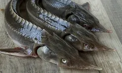 Loại cá có vẻ ngoài xấu xí nhưng lại là "kho báu dinh dưỡng": Thịt dày, ít tanh, giàu omega-3