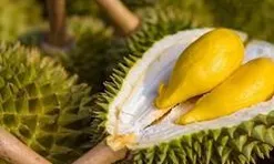 Sau Trung Quốc, Việt Nam chính thức khai phá 'mỏ vàng' sầu riêng 1,4 tỷ dân: Thái Lan, Malaysia cũng đang chạy đua