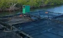 Việt Nam mang kỹ thuật nuôi một loại ‘siêu thực phẩm' sang Cuba, 1,5 năm sau đón kết quả bất ngờ
