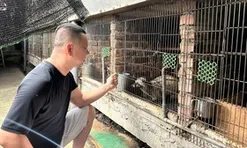Từng mất trắng hàng trăm con chồn, anh nông dân xứ Nghệ làm lại và thu 2 tỷ đồng/năm
