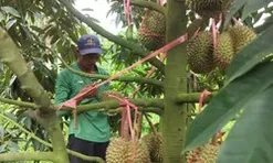 Tỉnh Đắk Lắk mở rộng vùng trồng sầu riêng đạt chuẩn xuất khẩu chính ngạch sang Trung Quốc