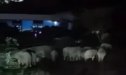 Nhìn ra vườn giữa đêm, cả làng sửng sốt trước cảnh tượng "đáng sợ"