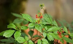 “Quốc bảo” Việt Nam lọt vào tầm ngắm tỷ phú Trần Bá Dương