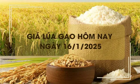 Giá lúa gạo hôm nay 16/1: giá gạo giảm nhẹ