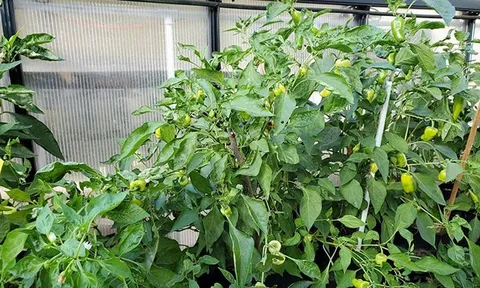 Loại quả thuộc nhóm "tốt nhất thế giới", ở Việt Nam vừa nhiều vừa rẻ