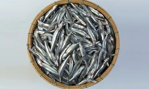 3 loại cá "tốt hơn cả cá hồi", ở chợ Việt vừa nhiều vừa rẻ nhất cái số 1