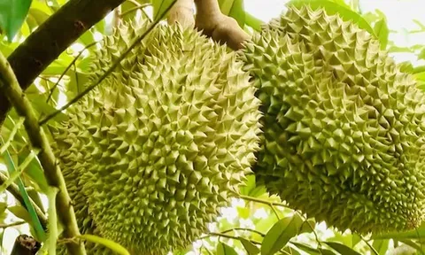 Thí điểm truy xuất nguồn gốc sầu riêng bằng tem do Bộ Công an phát hành