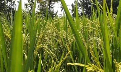 Nhận tin tình báo, cơ quan chức năng thu giữ một lô hàng 3,2 tấn gạo nhập lậu được giấu tinh vi trong các bao xi măng