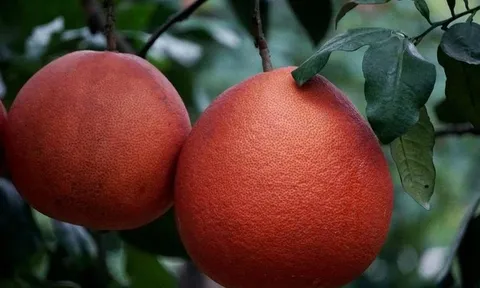 Từng là bưởi tiến vua, nay giống bưởi đỏ rực giúp nông dân “đếm tiền” mỗi dịp Tết