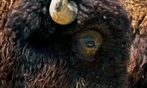 Loài vật quý hiếm bậc nhất hành tinh, tưởng tuyệt chủng bất ngờ "tái xuất" ở nơi vô cùng đặc biệt