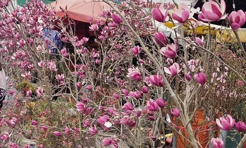 Loài hoa ngủ đông thành trào lưu sốt xình xịch trên mạng dịp Tết Bính Ngọ