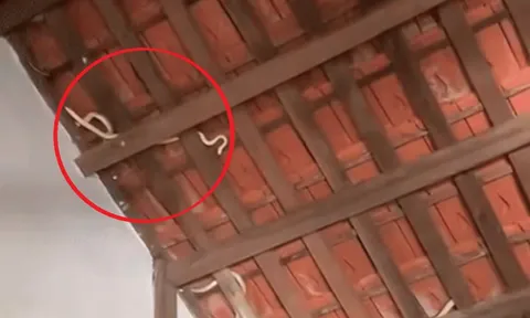 Nhìn lên mái nhà, chủ nhà phát hiện cảnh tượng "nổi da gà" giữa ban ngày