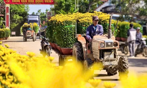 Hoa cúc “nhuộm vàng” làng quê những ngày giáp Tết