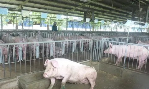 Giá heo hơi hôm nay, 7-2: Bất ngờ với giá thịt heo 1 tuần trước Tết