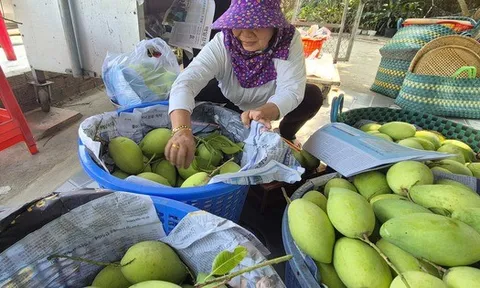 Xoài Tết quá mắc, người bán thấy giá cũng "sợ"