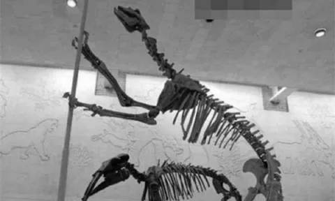 Loài vật quý hiếm bậc nhất hành tinh, tuyệt chủng 500.000 năm bỗng tái xuất khiến giới khoa học ngỡ ngàng