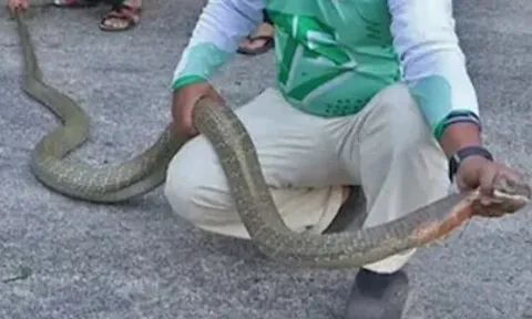 Bắt được hai con rắn hổ mang chúa khổng lồ đang đánh nhau trên đường