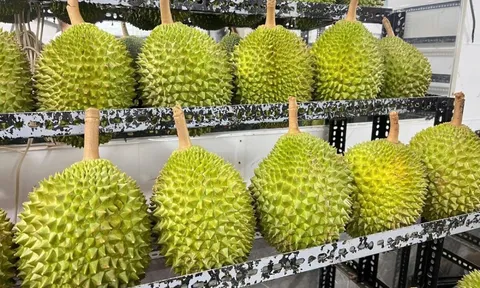 Sầu riêng tiền triệu 'cháy hàng' dịp Tết, Việt kiều về nước săn lùng đặc sản