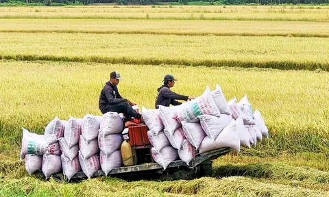 Giống lúa Việt mà nước nhập khẩu gạo số 1 thế giới muốn "lấy làm chuẩn thuế" hảo hạng đến đâu?