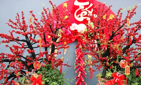 Đào đông khoe sắc đỏ rực đón Tết, giá lên đến vài trăm triệu đồng