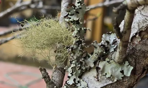 Theo chân "thợ săn" đào đá: Một tuần lội rừng, "hốt" cả trăm triệu dịp Tết