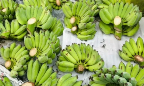 'Cháy hàng' chuối xanh lộc tài 700.000/nải