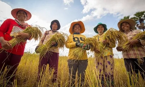 Một mặt hàng 300.000 tấn của Campuchia nhận tin vui lớn từ Việt Nam