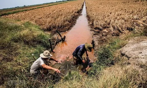 Thủ tướng yêu cầu chủ động ứng phó xâm nhập mặn ở Đồng bằng sông Cửu Long