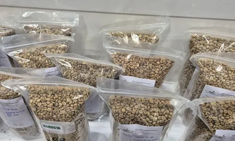 Giá cà phê hôm nay 27-2: Đi lùi, thị trường sắp cân bằng?