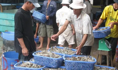 Tiềm ẩn rủi ro 'đứt gãy' thông tin truy xuất thủy sản