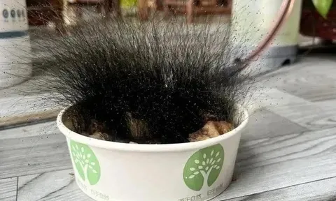 Để quên bát cơm khi nghỉ Tết, người đàn ông sốc nặng khi đi làm trở lại