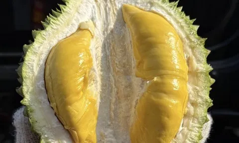 Giá sầu riêng Musang King rẻ đến bất ngờ