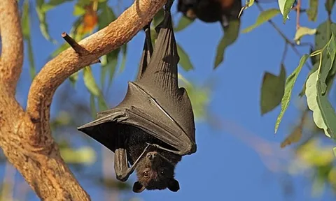 Giải mã bí ẩn: Vì sao dơi có thể treo ngược hàng giờ mà không tốn sức?