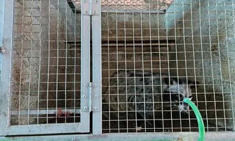 Anh kỹ sư xây dựng bỏ phố về quê nuôi con 'hiền như đất', nhẹ nhàng kiếm hơn 1 tỷ đồng/năm