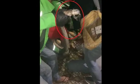 Đang nằm, người đàn ông sốc nặng khi phát hiện cảnh tượng "nổi da gà"