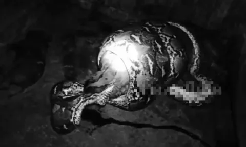 Nhìn ra ngoài vườn, người dân phát hiện cảnh tượng "nổi da gà" giữa đêm