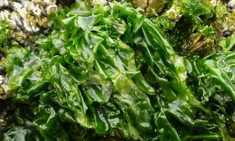 Loại rau xanh mướt hiếm khi “ngậm” thuốc trừ sâu, trời Tây mê tít: Ra chợ Việt là thấy đầy