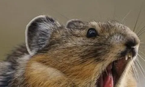 Loài vật quý hiếm bậc nhất thế giới, tuyệt tích 20 năm bất ngờ "tái xuất"