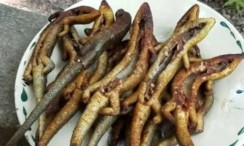 Đặc sản nhìn "sợ khiếp vía" xưa không dám ăn nay 350.000 đ/kg vẫn có người xuống tiền