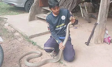 Bắt sống rắn hổ mang chúa dài 3 mét ẩn nấp trong xe ô tô