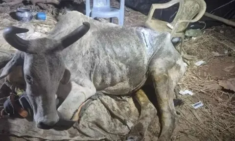 Bụng con bò phình to bất thường, bác sĩ lấy ra thứ đáng sợ