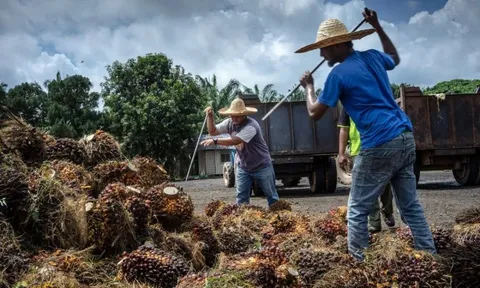 Xăng, dầu tăng giá chóng mặt, loại dầu được coi là 'nhiên liệu tương lai' này có lên ngôi?
