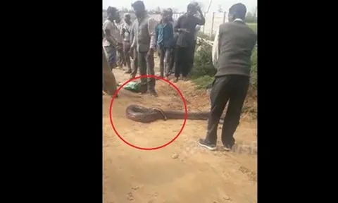 Đang đi dạo, người dân phát hiện cảnh tượng "nổi da gà" giữa đường